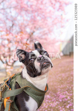 [春天] 鼻子上有櫻花花瓣的波士頓梗犬 [櫻花] 125323989