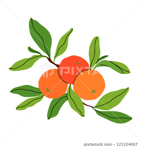 Orange fruit set with green leaves and three branch. Hand drawn whole citrus. Garden and Agriculture. Perfect for food packaging, summer, and natural product designs. Vector flat illustration. Orange fruit set with green leaves and three branch. Hand drawn whole citrus. Garden and Agriculture. Perfect for food packaging, summer, and natural product designs. Vector flat illustration. 125324007