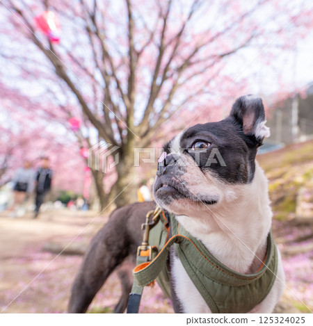 [Spring] Boston Terrier [Cherry Blossoms] 125324025