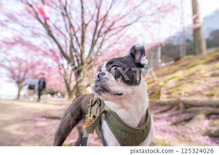 [Spring] Boston Terrier [Cherry Blossoms] 125324026