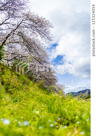 Landscape along the river with cherry blossoms 125324054