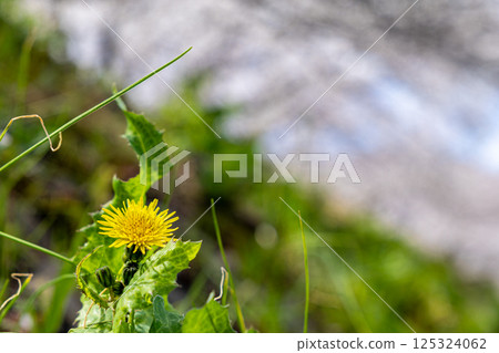 蒲公英預示著春天的到來 蒲公英預示著春天的到來 125324062