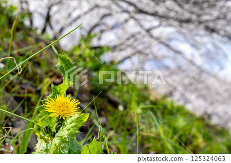 春天田野裡盛開的一朵花 春天田野裡盛開的一朵花 125324063
