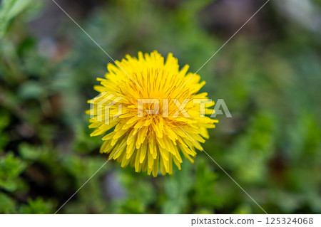 Dandelion blooming in the field Dandelion blooming in the field 125324068