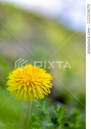 開花在領域的蒲公英 開花在領域的蒲公英 125324070