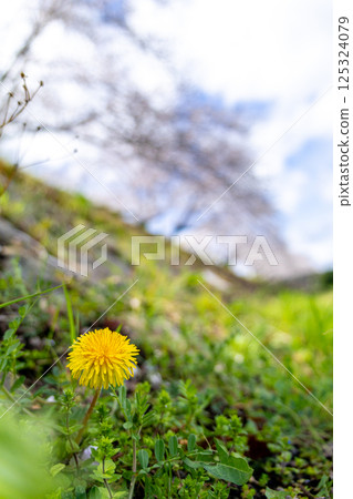 Dandelions blooming along the river in spring Dandelions blooming along the river in spring 125324079