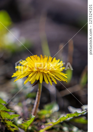 蒲公英講春天 125324101