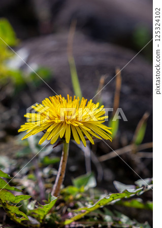 Dandelion telling spring Dandelion telling spring 125324102