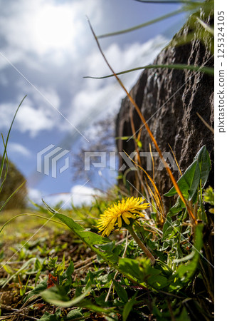 One-ring dandelions blooming on the bank 125324105