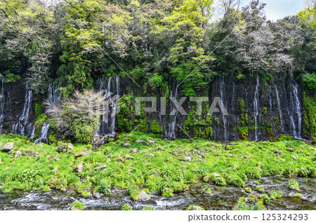 Shiraito Falls in Fujinomiya City, Shizuoka Prefecture 125324293