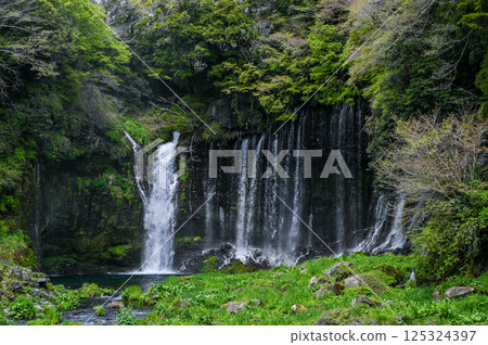 Shiraito Falls in Fujinomiya City, Shizuoka Prefecture Shiraito Falls in Fujinomiya City, Shizuoka Prefecture 125324397