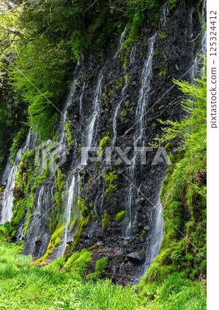 Shiraito Falls in Fujinomiya City, Shizuoka Prefecture 125324412