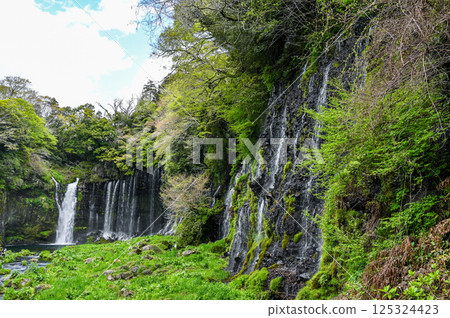 Shiraito Falls in Fujinomiya City, Shizuoka Prefecture Shiraito Falls in Fujinomiya City, Shizuoka Prefecture 125324423