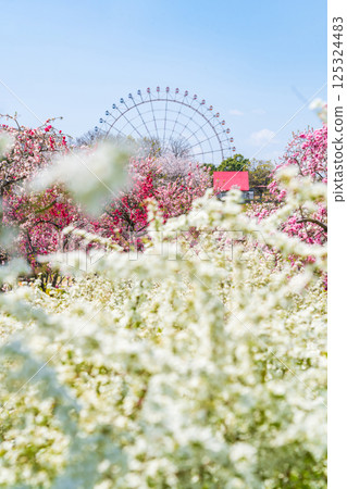 春天的愛知縣萬博紀念公園，桃花盛開（愛知縣長久手市） 125324483