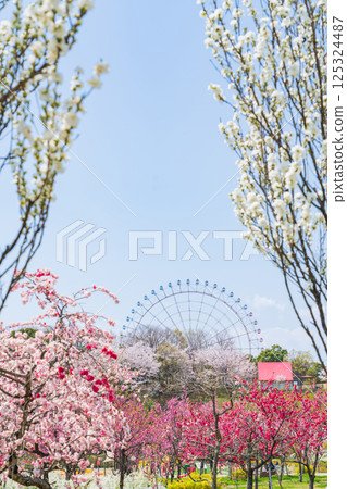 春天的愛知縣萬博紀念公園,桃花盛開(愛知縣長久手市) 春天的愛知縣萬博紀念公園,桃花盛開(愛知縣長久手市) 125324487