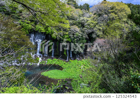 Shiraito Falls in Fujinomiya City, Shizuoka Prefecture 125324543