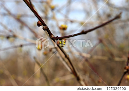Dogwood bush branch in the form of a slingshot with blossoming buds in partial shade Dogwood bush branch in the form of a slingshot with blossoming buds in partial shade 125324600