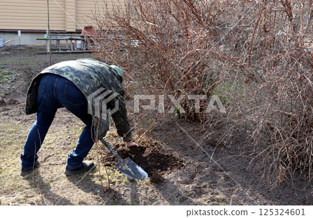 Elderly man bending over, digging branches of honeysuckle bush, sprinkling them with earth Elderly man bending over, digging branches of honeysuckle bush, sprinkling them with earth 125324601