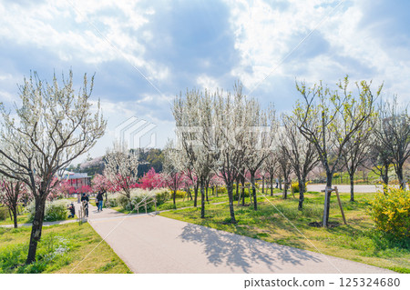 Spring at Expo Memorial Park in Aichi Prefecture, with peach blossoms in full bloom (Nagakute City, Aichi Prefecture) 125324680