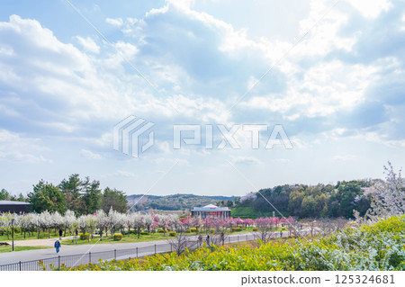 春天的愛知縣萬博紀念公園,桃花盛開(愛知縣長久手市) 春天的愛知縣萬博紀念公園,桃花盛開(愛知縣長久手市) 125324681