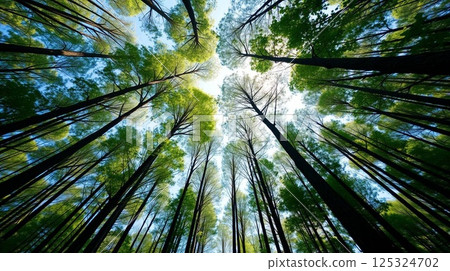 Looking Up at Lush Green Forest Canopy with Sunlight and Blue Sky | Realistic Nature Background. 125324702