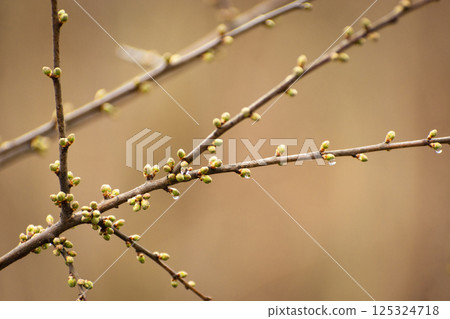 Raindrops on the buds of the tree branches 125324718