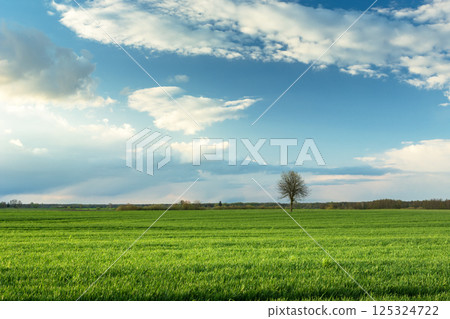 A lonely tree growing in a green field and clouds in the blue sky 125324722