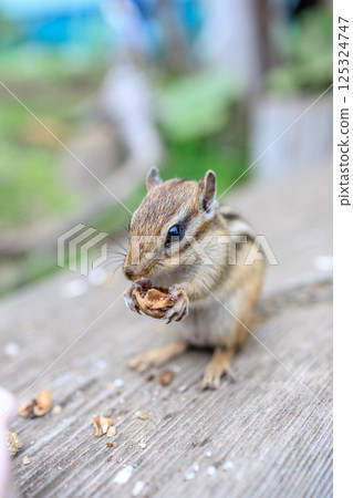 A small forest dweller eating enthusiastically A small forest dweller eating enthusiastically 125324747