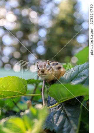 A chipmunk peeking out from between the leaves 125324750