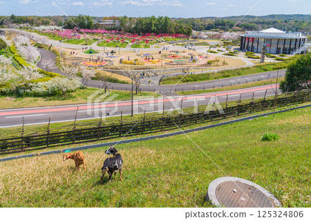 春天的愛知縣萬博紀念公園，桃花盛開（愛知縣長久手市） 125324806