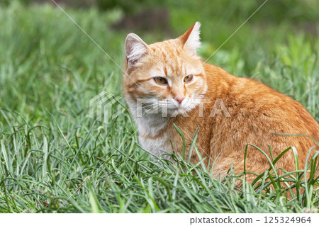Portrait of a ginger cat on a green grass background. Copy space. 125324964