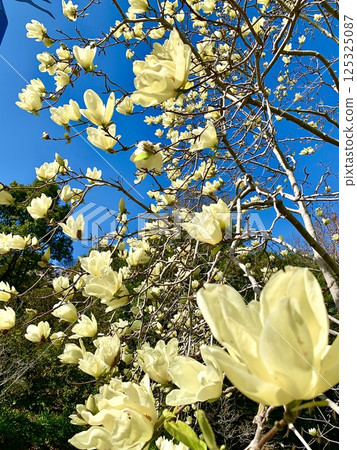 藍天白雲下盛開的黃色木蘭花（愛知縣安城市安城市產業文化公園Denpark） 125325087