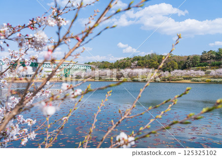 Spring at Expo Memorial Park, cherry blossoms in full bloom (Nagakute, Aichi Prefecture) 125325102