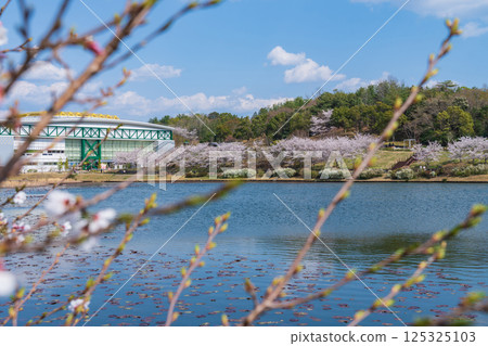 Spring at Expo Memorial Park, cherry blossoms in full bloom (Nagakute, Aichi Prefecture) 125325103