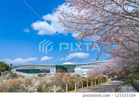 Spring at Expo Memorial Park, cherry blossoms in full bloom (Nagakute, Aichi Prefecture) Spring at Expo Memorial Park, cherry blossoms in full bloom (Nagakute, Aichi Prefecture) 125325104