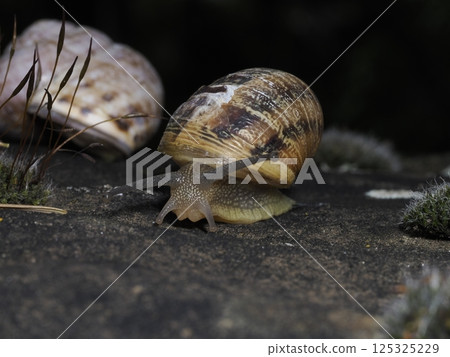 snail coming to you close up snail coming to you close up 125325229