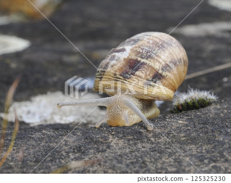 snail coming to you close up snail coming to you close up 125325230