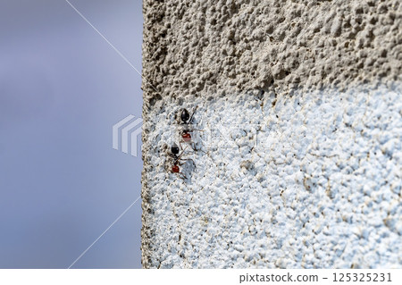 Crematogaster scutellaris ants walking on the wall 125325231