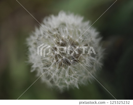 Dandelion flower close up detail Dandelion flower close up detail 125325232