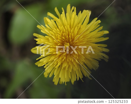 yellow Dandelion flower close up detail yellow Dandelion flower close up detail 125325233