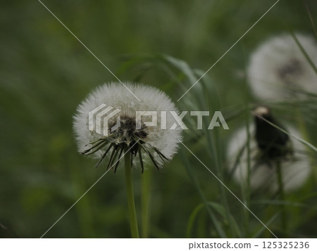 Dandelion flower close up detail Dandelion flower close up detail 125325236