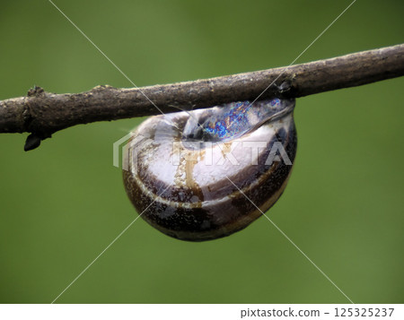 snail sealed on a tree branch close up snail sealed on a tree branch close up 125325237