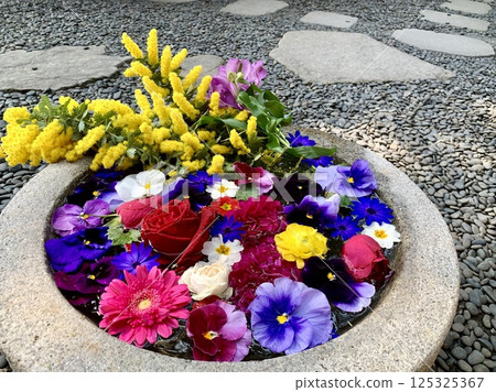 Colorful flower water basin in March (carnations, mimosas, roses, gerberas, pansies) (Sugao Shrine/Okazaki City, Aichi Prefecture) 125325367