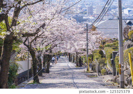 大阪石切櫻坂岸的櫻花樹 125325379