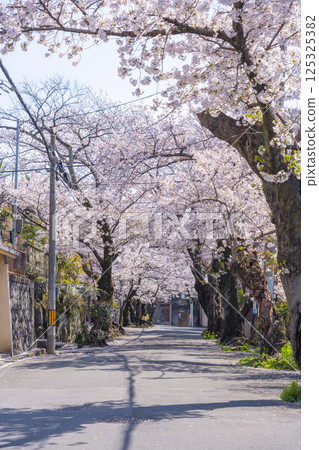 大阪石切櫻坂岸的櫻花樹 大阪石切櫻坂岸的櫻花樹 125325382