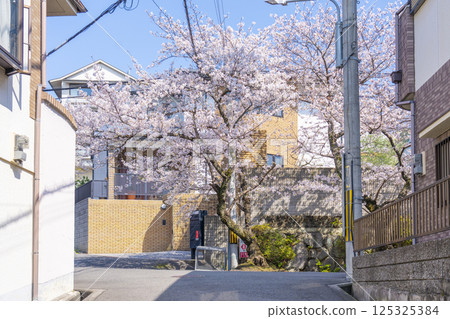 大阪石切櫻坂岸的櫻花樹 125325384