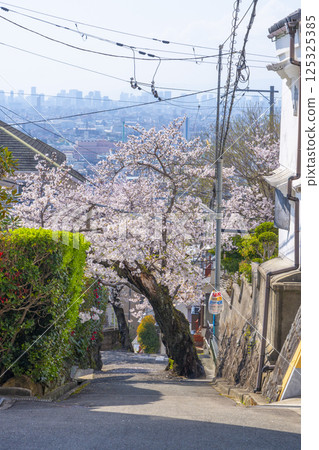 大阪石切櫻坂岸的櫻花樹 大阪石切櫻坂岸的櫻花樹 125325385