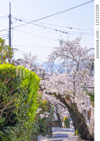 Cherry blossom trees along Ishikiri Sakurazaka in Osaka Cherry blossom trees along Ishikiri Sakurazaka in Osaka 125325389
