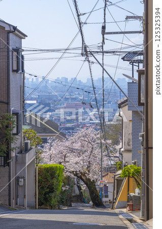 大阪石切櫻坂岸的櫻花樹 大阪石切櫻坂岸的櫻花樹 125325394
