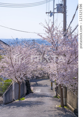 大阪石切櫻坂岸的櫻花樹 125325396